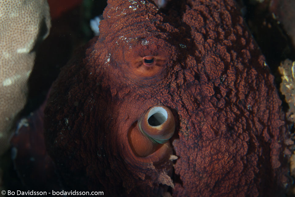 BD-121128-Aqaba-7503-Octopus-cyanea.-Gray.-1849-[Big-blue-octopus].jpg
